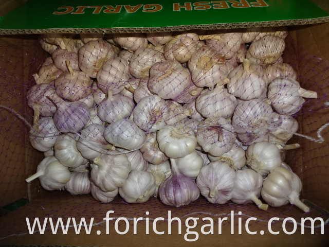 Regular White Garlic